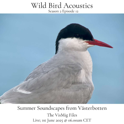 episode The VisMig Files; Summer Soundscapes from Västerbotten artwork
