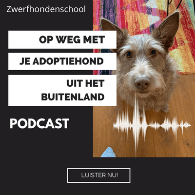 Op weg met je adoptiehond uit het buitenland