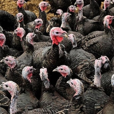 episode The latest on avian flu artwork