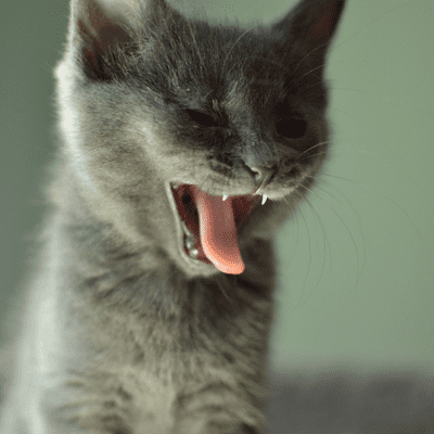 episode Episode 20: Is your cat trying to dominate you? artwork