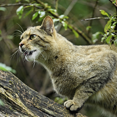 episode Gefahr für Wildkatzen: Darum ist die Vermischung mit Hauskatzen ein Problem artwork
