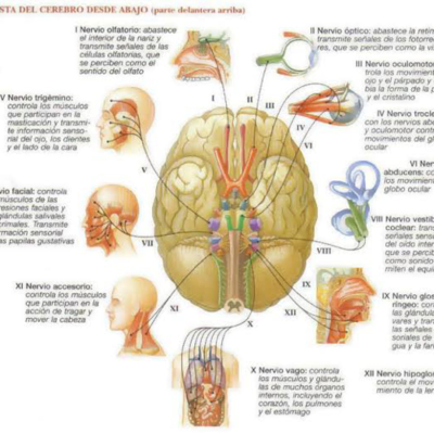 episode Importancia neurologica artwork