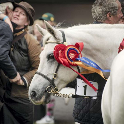 episode Breeding Legends: Inside Clover Hill’s Connemara Success Story artwork