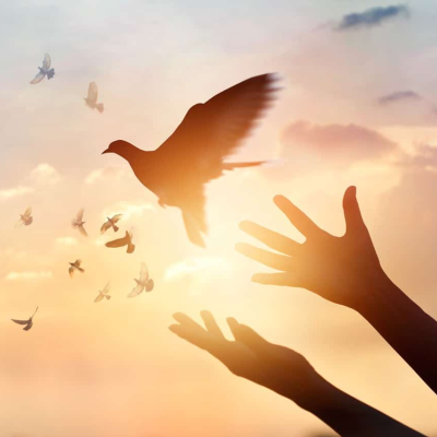 episode Seeds of Peace artwork