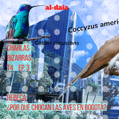 episode REBECA: ¿Por qué chocan las aves en Bogotá? artwork
