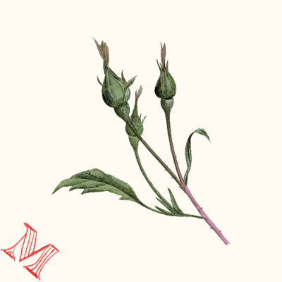 episode Le son des bourgeons artwork