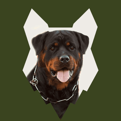 episode When Should My ROTTWEILER Be HOUSE TRAINED artwork