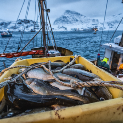 episode Reportaje | De Noruega a tu plato: el gran viaje del bacalao skrei artwork
