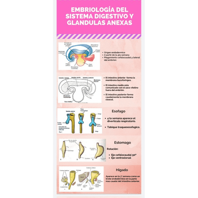 Imagen de portada del programa Embriología del aparato digestivo