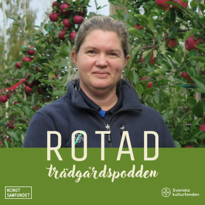 episode Kärnfull kunskap om äpplen artwork