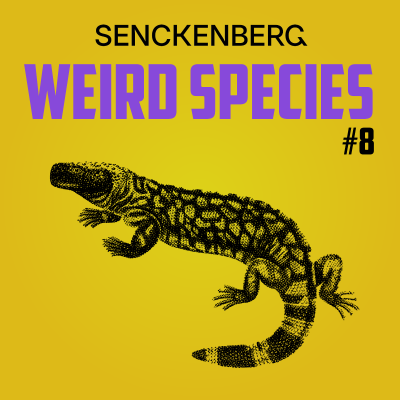 episode Weird Species #8: Heloderma suspectum – A pretty chill monster artwork