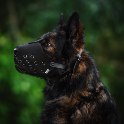 episode 10 Must-Haves Every Reactive Dog Owner Need artwork