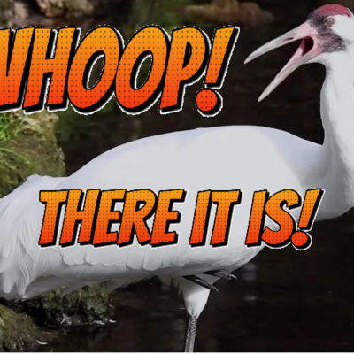 episode Episode 73: Whoop! There it is! (Whooping Crane) artwork