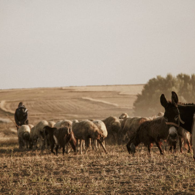 episode Palabras rurales en peligro de extinción: "Nos duele mucho el desprecio que hay hacia el campo" artwork