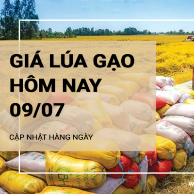 episode Giá lúa gạo hôm nay ngày 09/07: Mặt hàng gạo hôm nay giảm 50 đồng/kg artwork