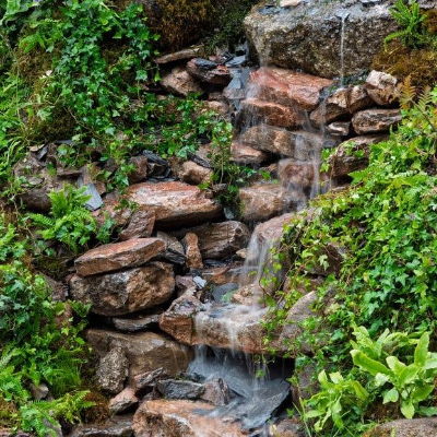 episode From Rainforests to Garden Borders: Nature’s Wild Edges artwork