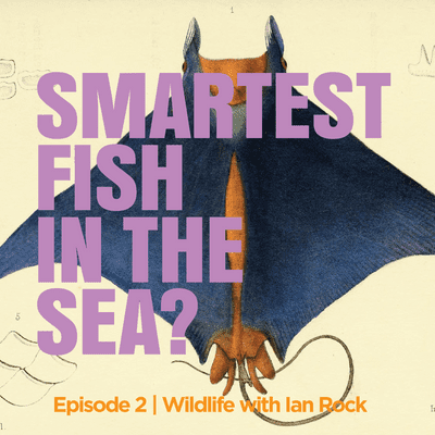 episode The Smartest Fish in the Sea artwork