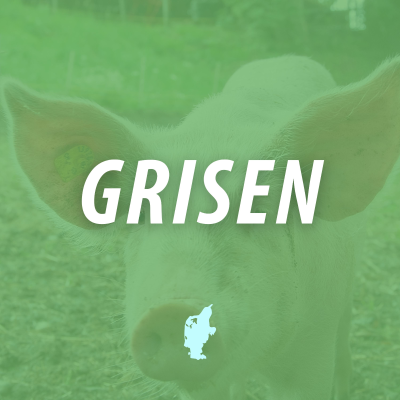 episode Grisen 2025 - E5: Opfølgning på “Hvem passer på grisene” med H.C. artwork