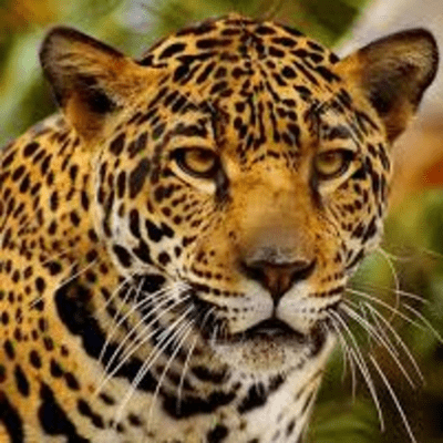 episode Leyenda maya del jaguar artwork