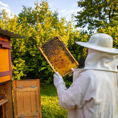 episode Keine Bienen- und Hühnerhaltung auf städtischem Wohngrundstück artwork
