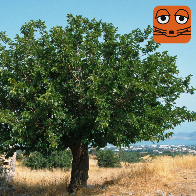 episode MausMix - gechillt unter dem Maulbeerbaum artwork