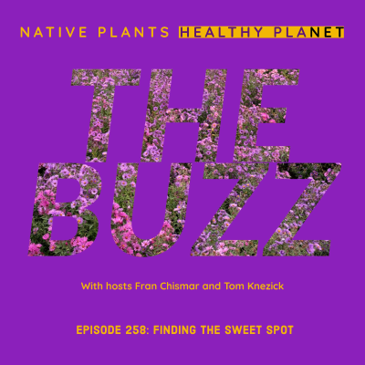 episode The Buzz - Finding the Sweet Spot artwork