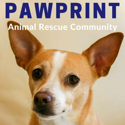 episode 169: Dr Kathy Cooney: How Can Our Companion Animals Die With Dignity artwork