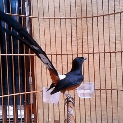 episode Masteran Murai Batu artwork