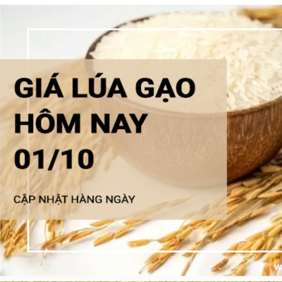 episode Giá lúa gạo hôm nay ngày 01/10/2024: Giá gạo có xu hướng giảm nhẹ artwork