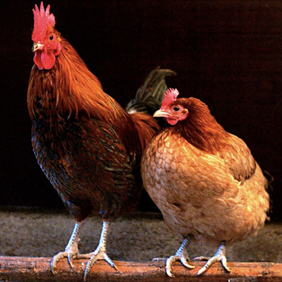 episode Animal-based metaphors in Igbo artwork