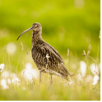 episode 97. A quest for curlews in Somerset's meadows – and a magical talk with singer
David Gray artwork