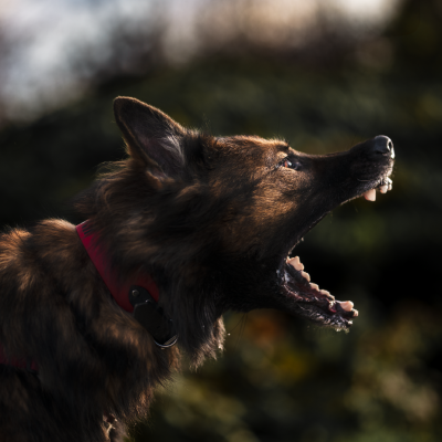 episode 85. Six Causes of Reactivity Regression in Dogs artwork