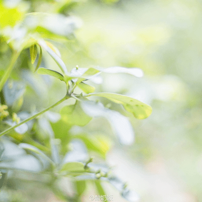 100首最美的英文诗 A Podcast On Podimo