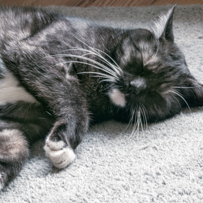 episode Warum Katzen Linksschläfer sind artwork