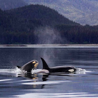 episode ¿Cómo puede describirse el Nicho de las Orcas? artwork