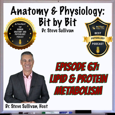 episode Lipid & Protein Metabolism and Metabolic Rate/State - Episode 67 artwork