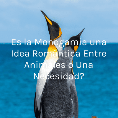 episode Es la monogamia una idea romántica o una necesidad? artwork