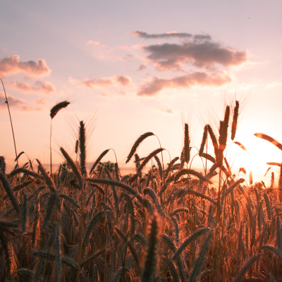 episode Episode 11 : Reaping Your Harvest artwork
