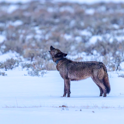 episode Decoding nature’s hidden patterns artwork