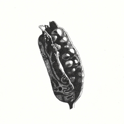 episode Part 5: Midwives & Home Abortion artwork