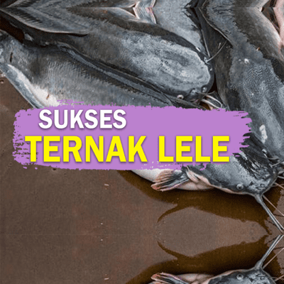episode JURAGA DESA - Kaya karena Lele artwork