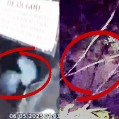 episode Apparent ET Caught on Ring Camera/South Carolina Tree Creature Discovered in Mind-Boggling Video artwork
