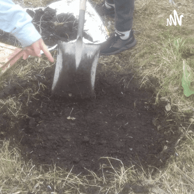 Cama De Cultivo
