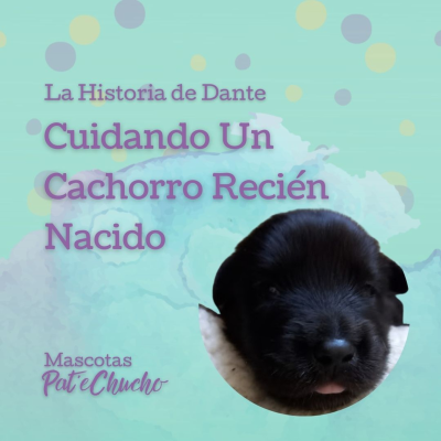 episode Serie Cachorros: Cuidando un Cachorro Recién Nacido artwork