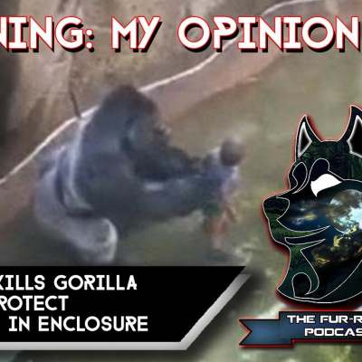 episode My Opinion on Killing of Gorilla to Save Boy at Ohio Zoo | Fur-Real Podcast #4 artwork