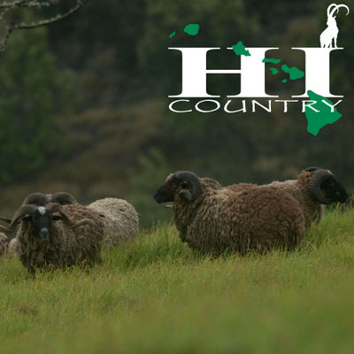 episode Episode 17 : Hawaii Sheep Hunting Opportunities and Protecting Futures artwork