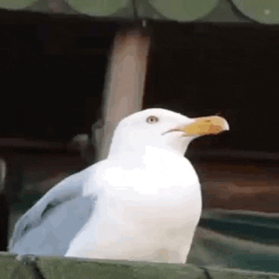 episode Villa MDS artwork