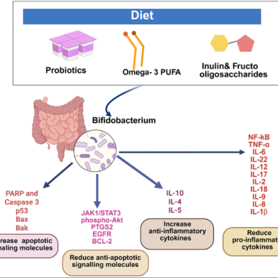 episode Probiotic Bifidobacterium May Boost Cancer Treatment and Suppress Tumors artwork