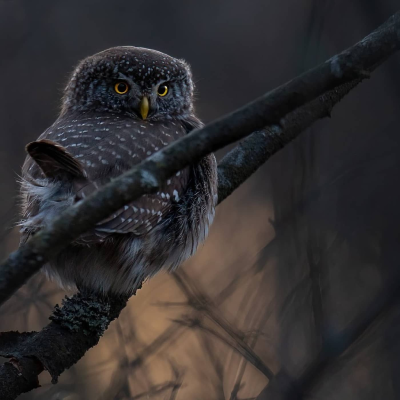 episode Ugglor i november – och Ulf som hittar nya tuggummiväxter artwork