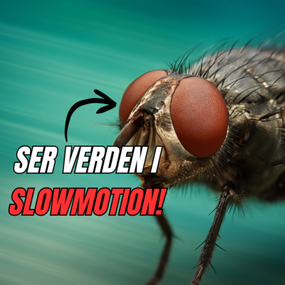 episode #75 Sådan Ser Dyr Verden – Fra Fluers Slowmotion-Syn til Ørnens Supersyn! artwork